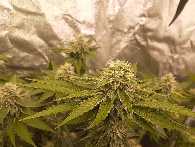 Growreport Bild 3