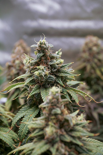 Growreport Bild 3