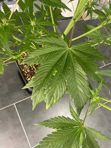 Growreport Bild 33