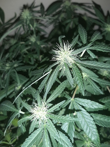 Growreport Bild 12