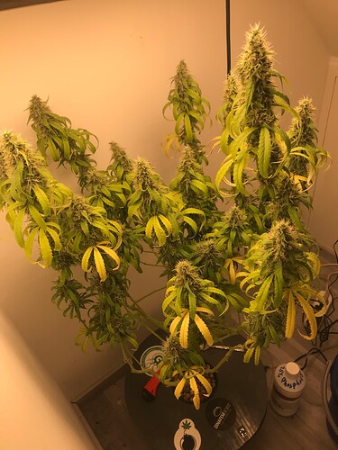 Growreport Bild 2