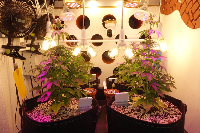 Growreport Bild 34