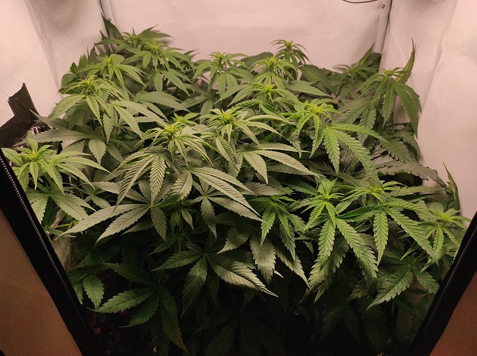 Growreport Bild 1