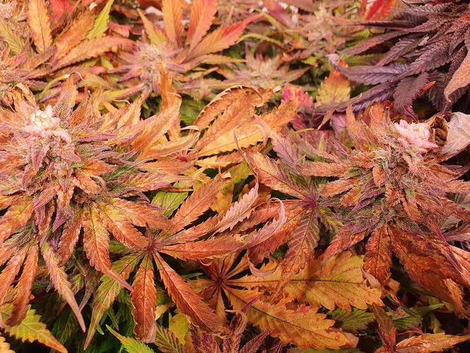 Growreport Bild 5