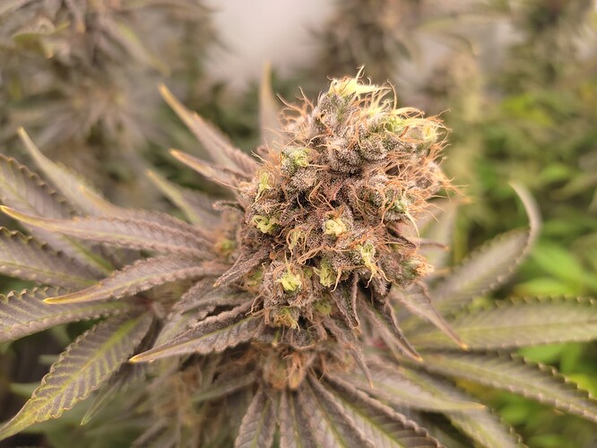 Growreport Bild 8