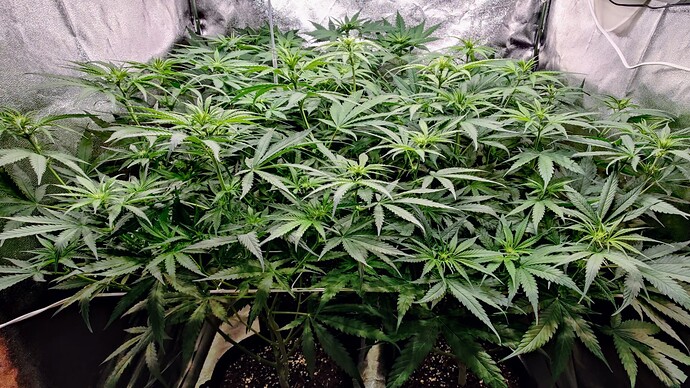 Growreport Bild 13