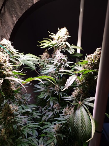 Growreport Bild 3