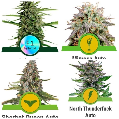 Growreport Bild 6