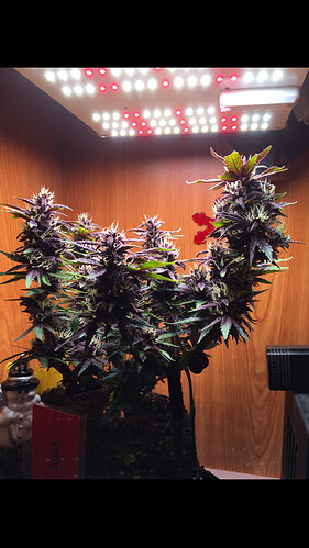 Growreport Bild 10
