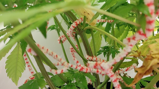 Growreport Bild 4