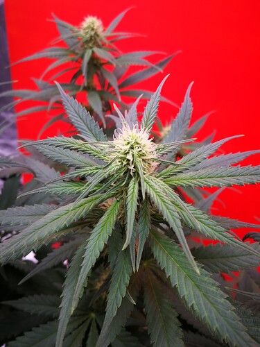Growreport Bild 5