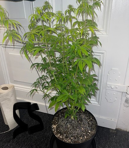 Growreport Bild 15