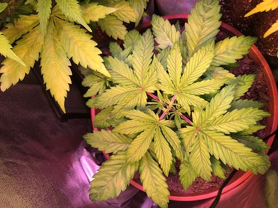 Growreport Bild 5