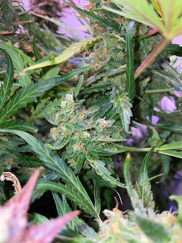 Growreport Bild 5