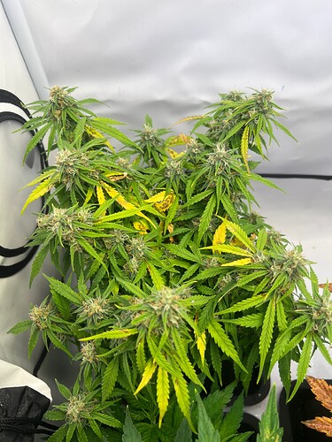 Growreport Bild 3