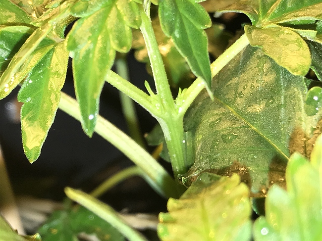Growreport Bild 2