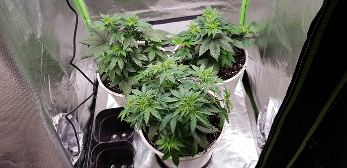 Growreport Bild 1