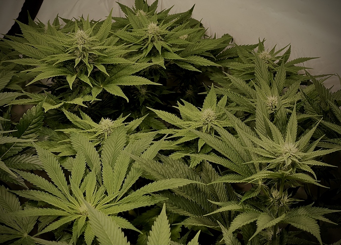 Growreport Bild 59