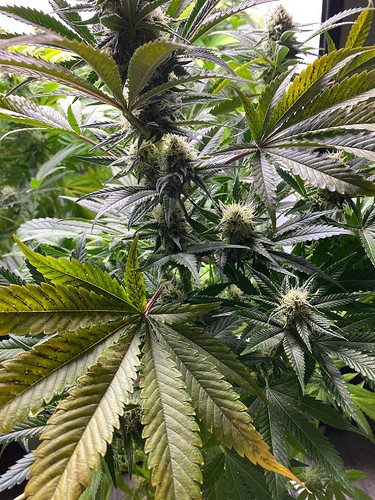 Growreport Bild 2