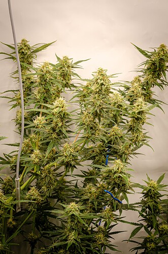 Growreport Bild 9