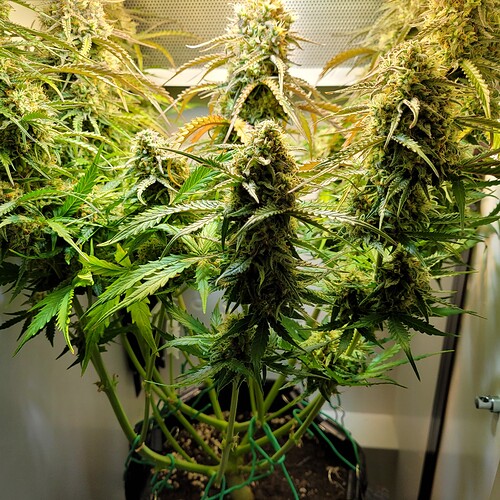 Growreport Bild 2