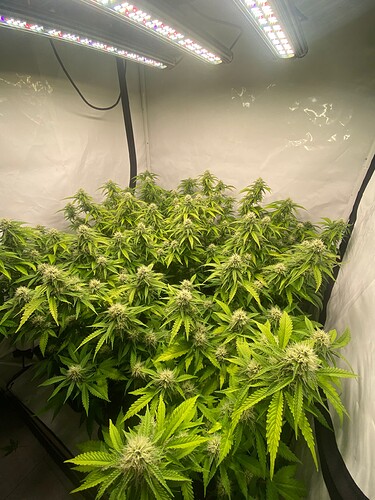 Growreport Bild 2