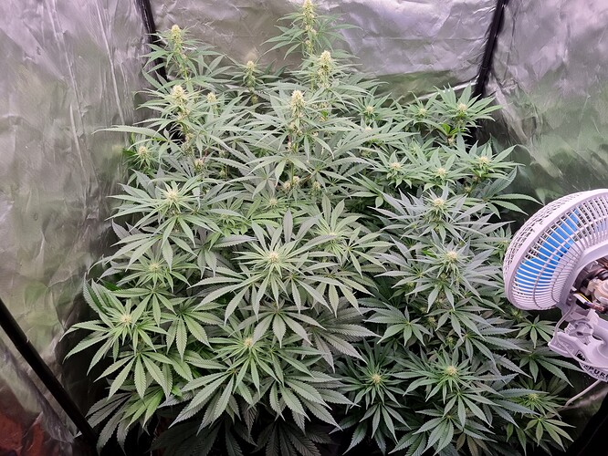 Growreport Bild 29