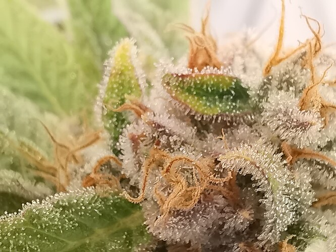 Growreport Bild 22