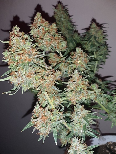 Growreport Bild 12