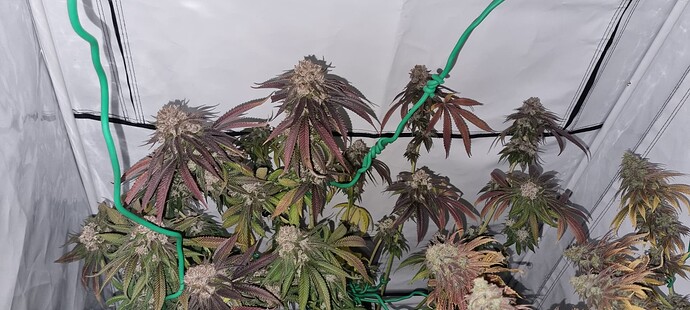Growreport Bild 17
