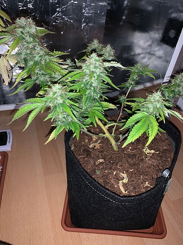Growreport Bild 3