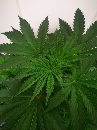 Growreport Bild 24