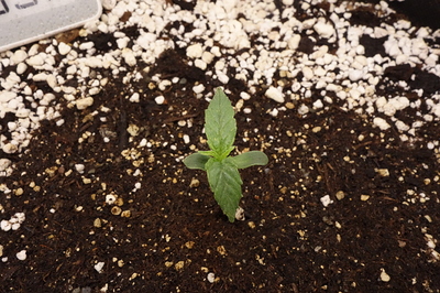 Growreport Bild 22