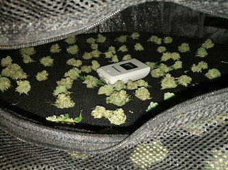Growreport Bild 52