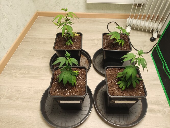 Growreport Bild 20