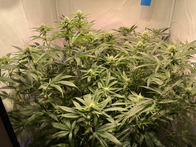 Growreport Bild 1