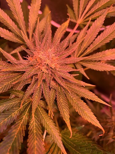 Growreport Bild 9