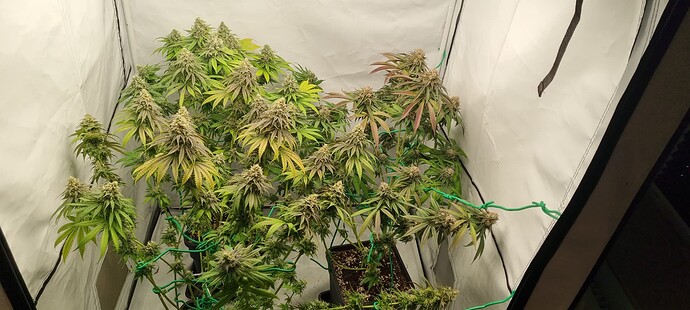 Growreport Bild 22