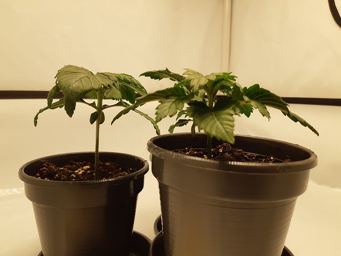 Growreport Bild 6