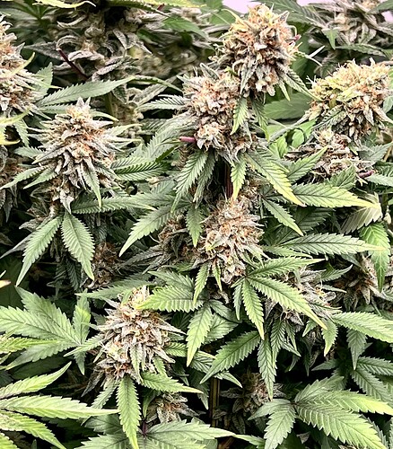 Growreport Bild 4