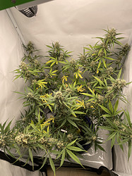 Growreport Bild 19