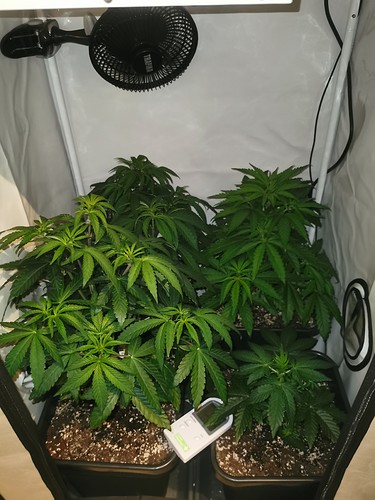 Growreport Bild 4