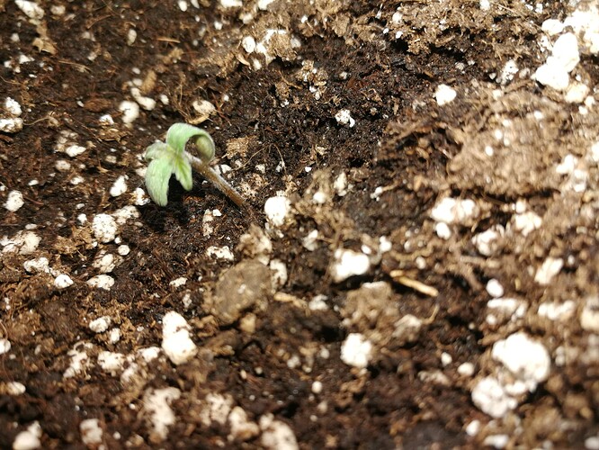 Growreport Bild 62