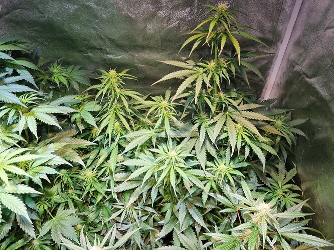 Growreport Bild 15