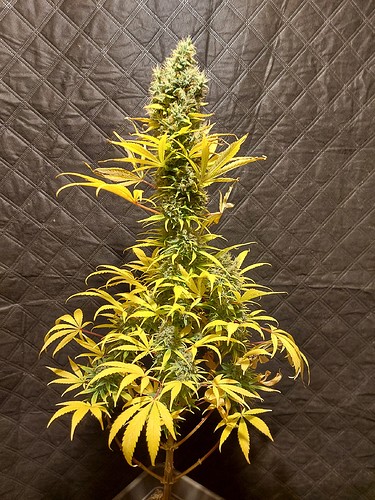 Growreport Bild 7