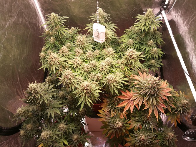 Growreport Bild 5