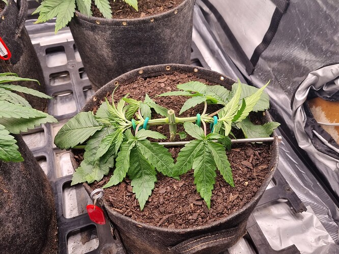 Growreport Bild 57