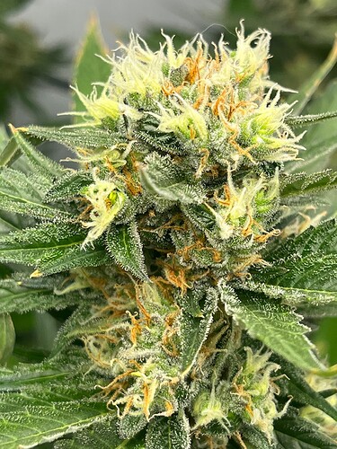 Growreport Bild 4