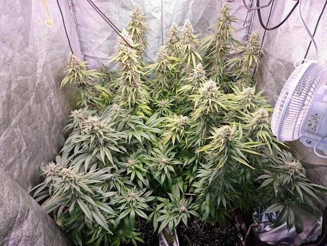 Growreport Bild 3