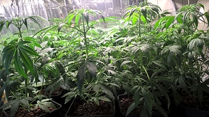 Growreport Bild 4